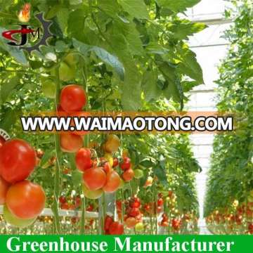 Cheap polycarbonate sheet greenhouse for tomato